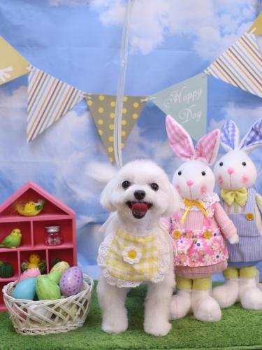 20240302みるくくん